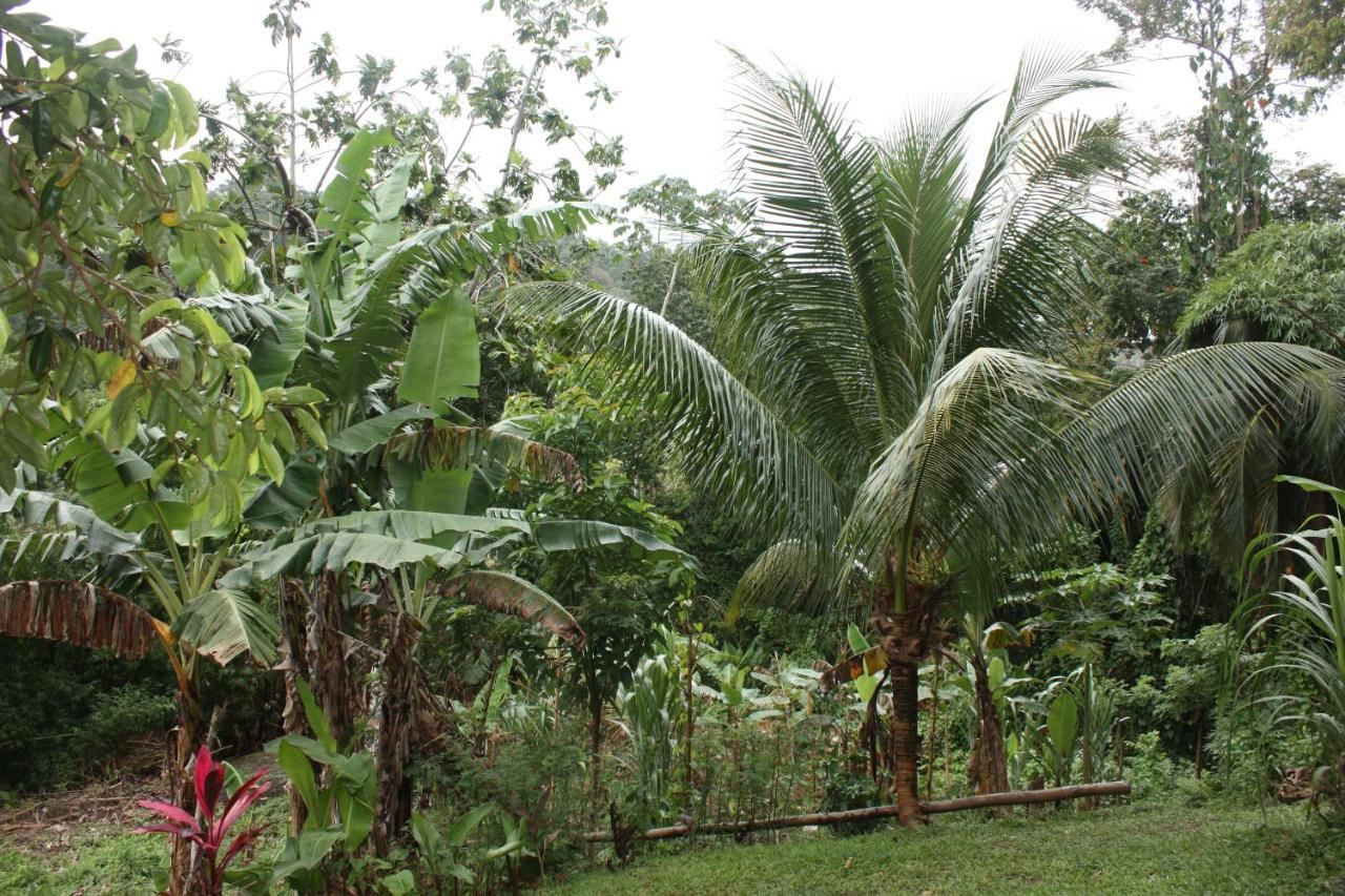Nature In Portland Port Antonio Dış mekan fotoğraf